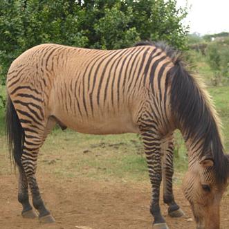 Zebroid - World of Words! - A blog about words